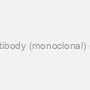 Monoclonal PSMA1 Antibody (monoclonal) (M01), Clone: 1D9-1C7
